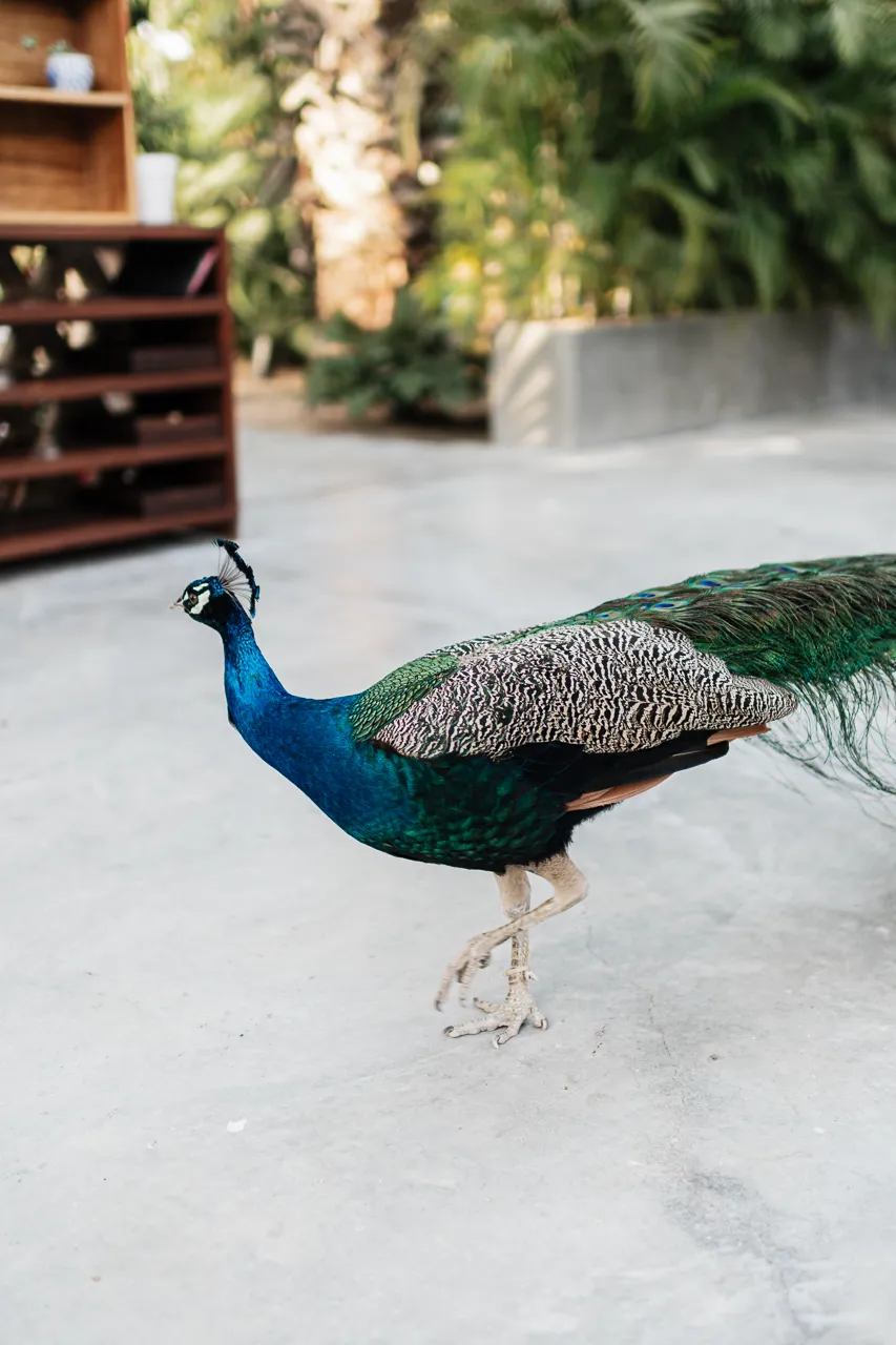 Fallon Peter wedding in Los Cabos — photography by Carlos Plazola